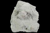 Blastoid (Pentremites) Fossil - Illinois #92227-1